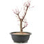 Acer palmatum Deshojo, 42 cm, ± 10 anni