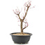 Acer palmatum Deshojo, 42 cm, ± 10 years old