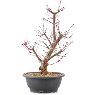 Acer palmatum Deshojo, 45 cm, ± 10 years old