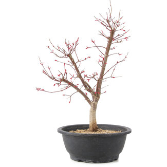 Acer palmatum Deshojo, 45 cm, ± 10 anni