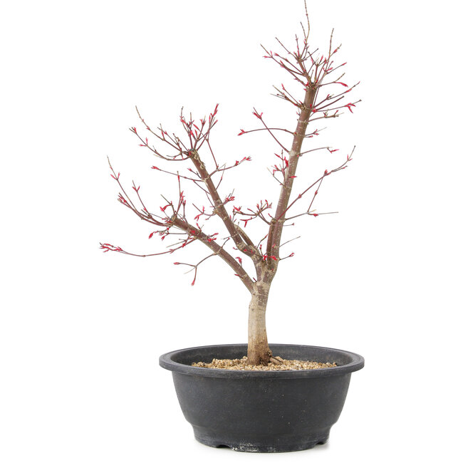 Acer palmatum Deshojo, 45 cm, ± 10 years old