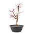 Acer palmatum Deshojo, 45 cm, ± 10 anni