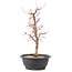 Acer palmatum Deshojo, 45 cm, ± 10 anni