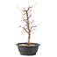 Acer palmatum Deshojo, 45 cm, ± 10 Jahre alt