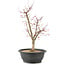 Acer palmatum Deshojo, 45 cm, ± 10 anni