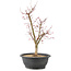 Acer palmatum Deshojo, 45 cm, ± 10 Jahre alt