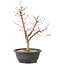 Acer palmatum Deshojo, 45 cm, ± 10 anni