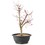 Acer palmatum Deshojo, 45 cm, ± 10 anni