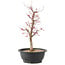 Acer palmatum Deshojo, 45 cm, ± 10 anni