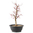 Acer palmatum Deshojo, 45 cm, ± 10 Jahre alt