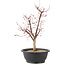 Acer palmatum Deshojo, 45 cm, ± 10 anni