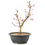 Acer palmatum Deshojo, 39 cm, ± 10 years old