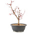 Acer palmatum Deshojo, 39 cm, ± 10 years old