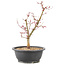 Acer palmatum Deshojo, 39 cm, ± 10 years old