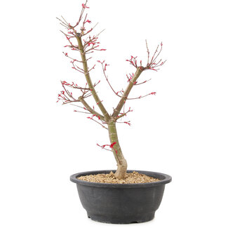 Acer palmatum Deshojo, 47 cm, ± 10 anni
