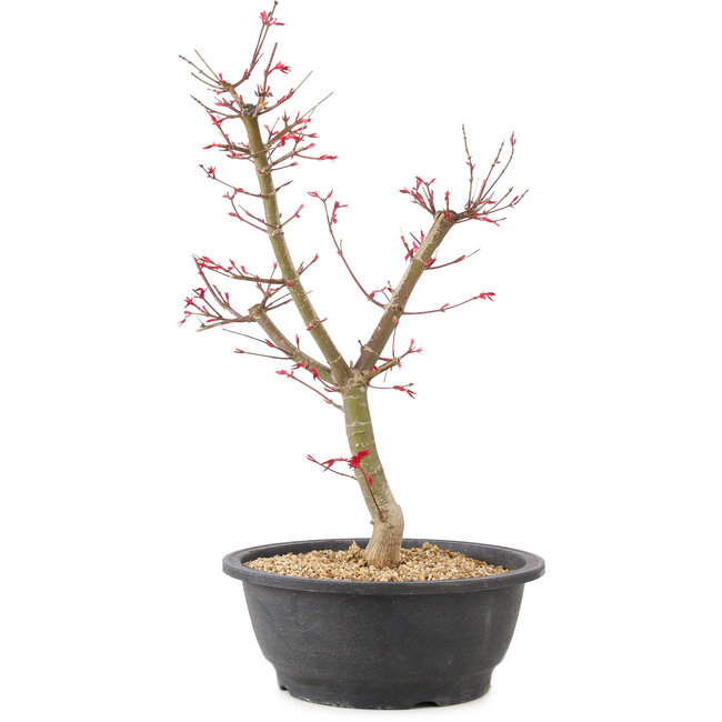 Acer palmatum Deshojo, 47 cm, ± 10 years old