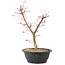 Acer palmatum Deshojo, 47 cm, ± 10 years old
