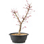 Acer palmatum Deshojo, 47 cm, ± 10 years old