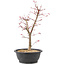 Acer palmatum Deshojo, 47 cm, ± 10 years old