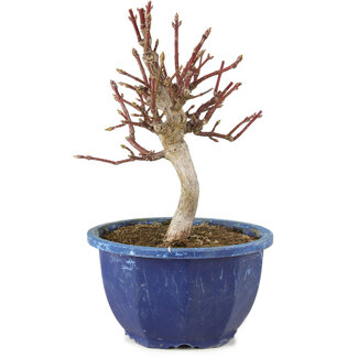 Euonymus alatus, 18,5 cm, ± 7 Jahre alt