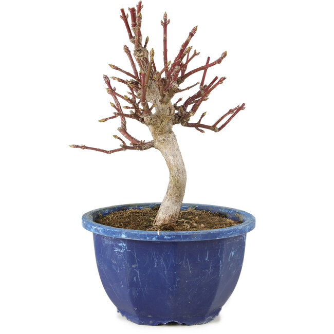Euonymus alatus, 18,5 cm, ± 7 jaar oud
