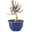 Euonymus alatus, 18,5 cm, ± 7 jaar oud