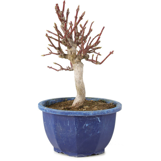 Euonymus alatus, 18,5 cm, ± 7 jaar oud