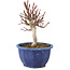 Euonymus alatus, 18,5 cm, ± 7 jaar oud