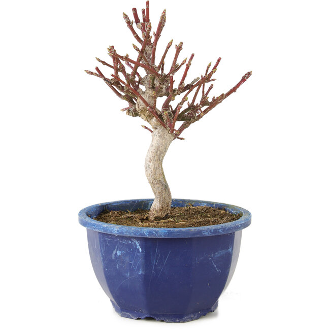 Euonymus alatus, 18,5 cm, ± 7 jaar oud