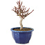 Euonymus alatus, 18,5 cm, ± 7 jaar oud