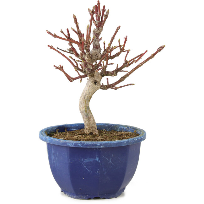 Euonymus alatus, 18,5 cm, ± 7 jaar oud