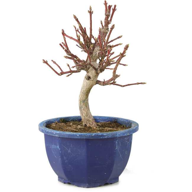 Euonymus alatus, 18,5 cm, ± 7 Jahre alt