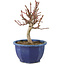 Euonymus alatus, 18,5 cm, ± 7 jaar oud