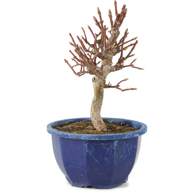 Euonymus alatus, 18,5 cm, ± 7 jaar oud