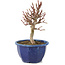 Euonymus alatus, 18,5 cm, ± 7 jaar oud