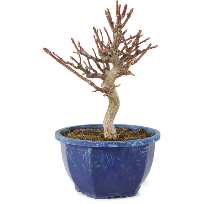 Euonymus alatus, 18,5 cm, ± 7 Jahre alt