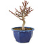 Euonymus alatus, 18,5 cm, ± 7 jaar oud