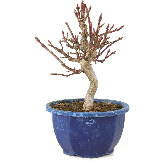 Euonymus alatus, 18,5 cm, ± 7 anni