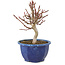 Euonymus alatus, 18,5 cm, ± 7 jaar oud