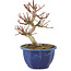 Euonymus alatus, 18 cm, ± 7 years old