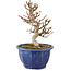 Euonymus alatus, 18 cm, ± 7 years old