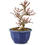 Euonymus alatus, 18 cm, ± 7 years old