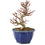 Euonymus alatus, 18 cm, ± 7 years old