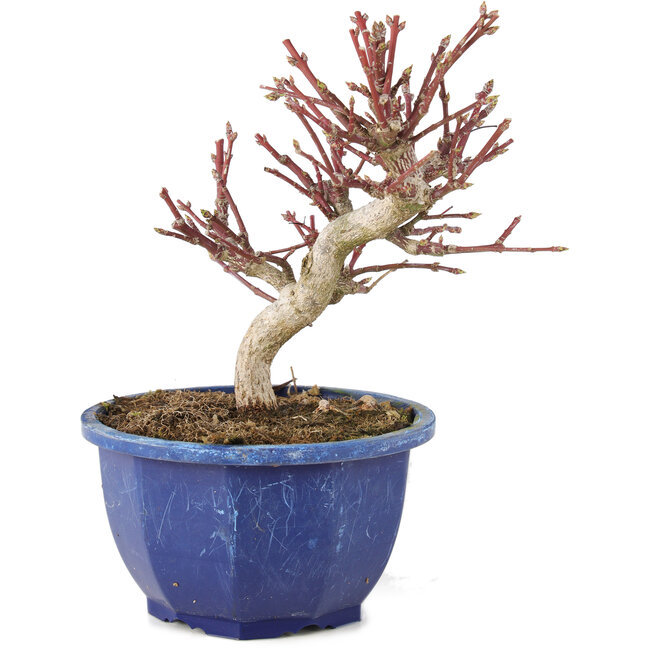 Euonymus alatus, 17 cm, ± 7 ans