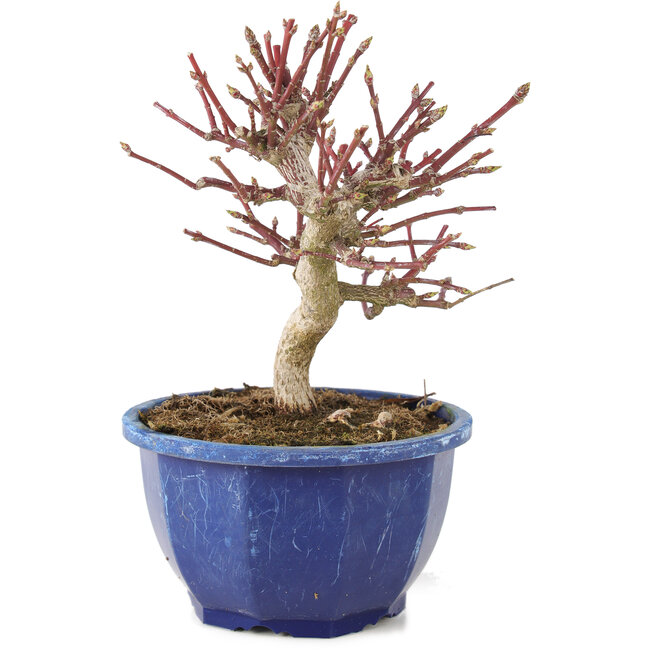 Euonymus alatus, 17 cm, ± 7 years old