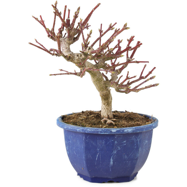 Euonymus alatus, 17 cm, ± 7 anni