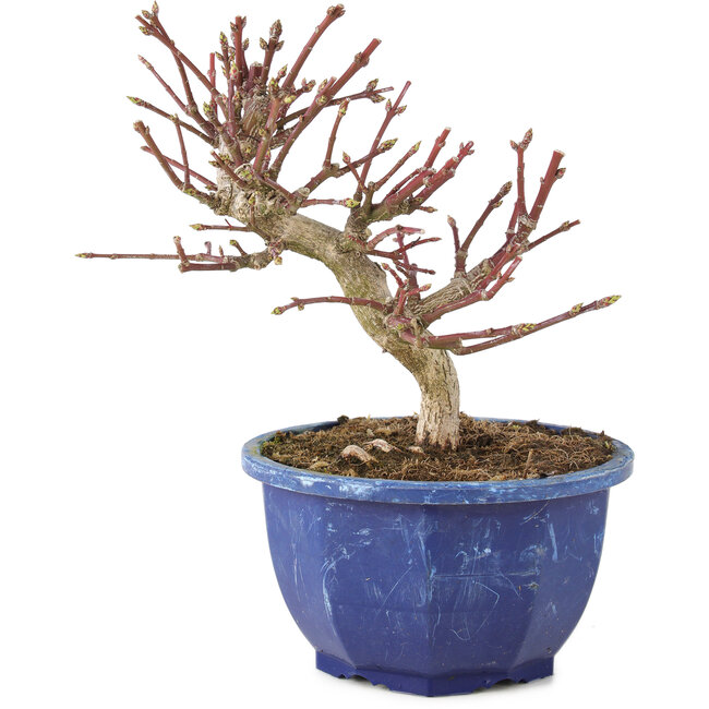 Euonymus alatus, 17 cm, ± 7 years old