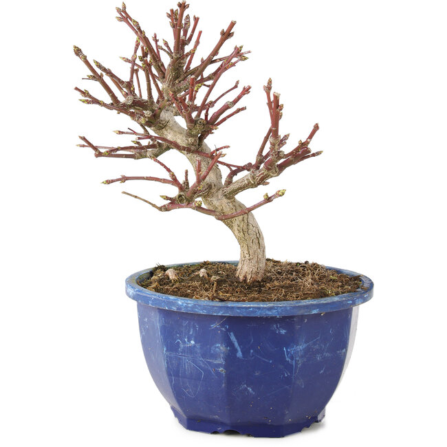 Euonymus alatus, 17 cm, ± 7 ans