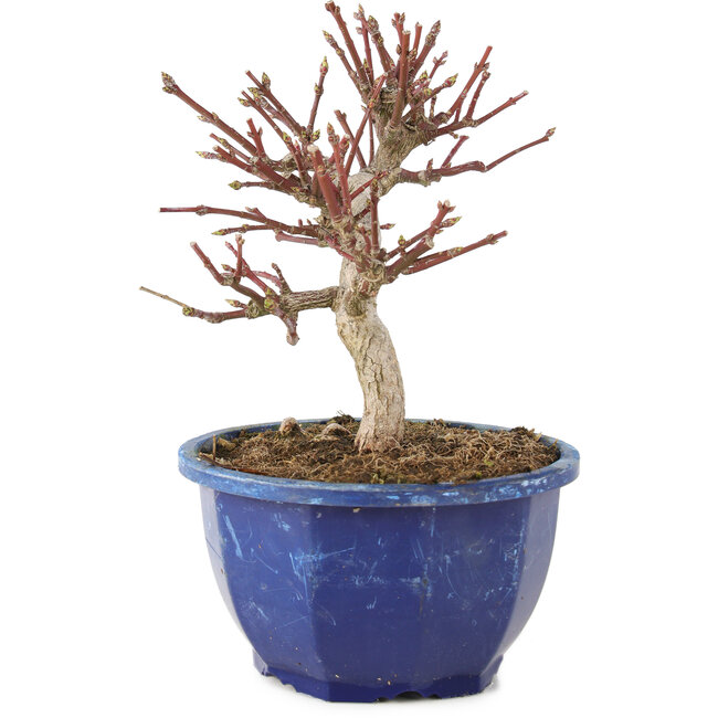 Euonymus alatus, 17 cm, ± 7 ans