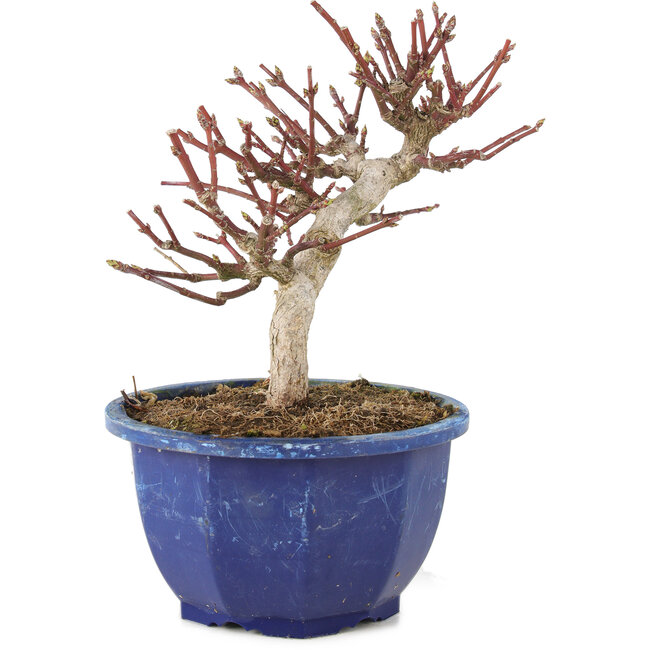 Euonymus alatus, 17 cm, ± 7 years old